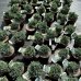 Borievka šupinatá (Juniperus squamata) ´BLUE STAR´ - ∅ 15-20 cm, kont. C2L